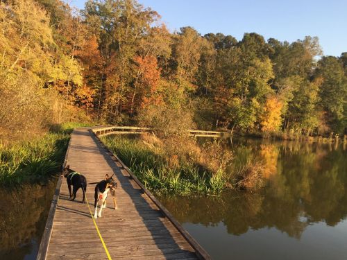 Two dogs walk along a wooden path by a calm lake, surrounded by colorful autumn trees.