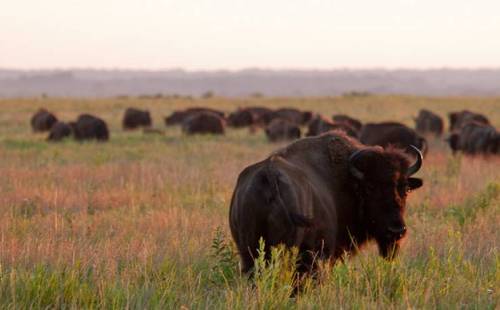 A herd of bison grazing in a grassy field during sunset, with a warm glow illuminating the landscape.