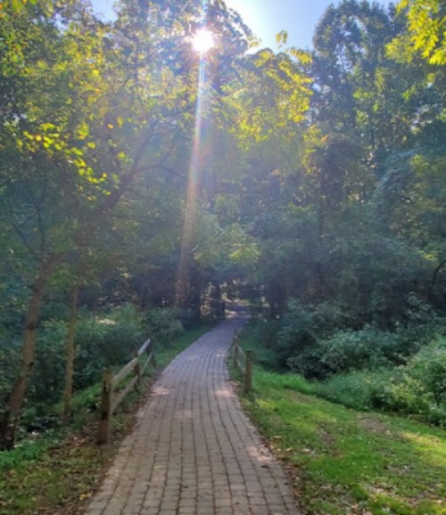 A sunlit path winding through a lush green forest, surrounded by trees and foliage.