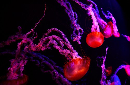 A vibrant display of jellyfish with glowing pink and purple tentacles against a dark background.