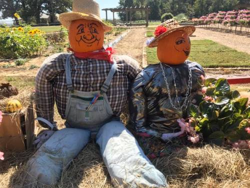 Two scarecrows with painted pumpkin heads, dressed in overalls and a shiny outfit, sitting on hay in a garden.