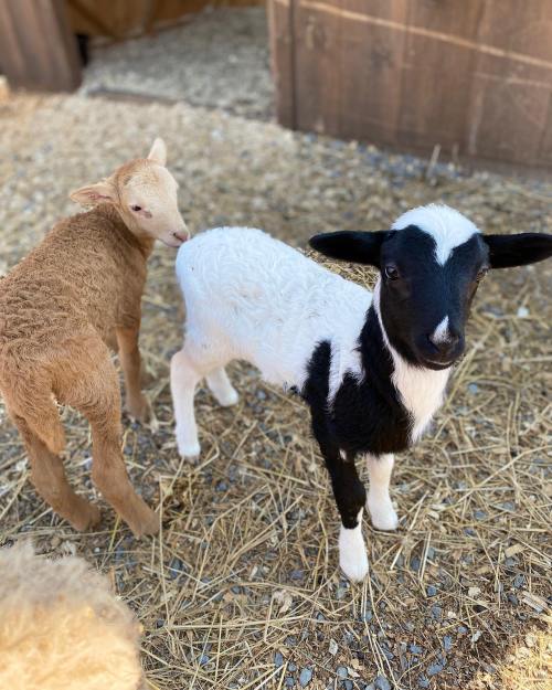 Two young lambs in a barn setting: one is brown and the other is black and white, both standing on straw.
