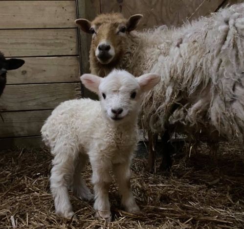 A fluffy white lamb stands in straw next to a brown sheep in a rustic barn setting.