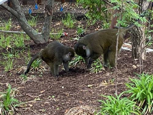 Two baboons foraging on the ground among plants and mulch in a natural setting.