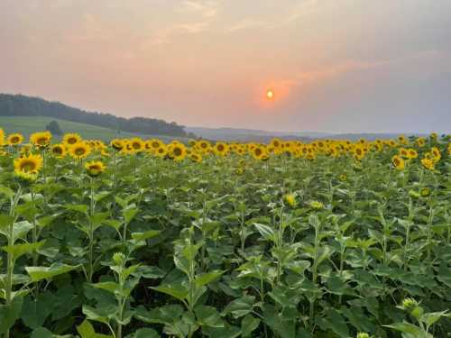 A field of sunflowers under a hazy sky at sunset, with the sun setting on the horizon.