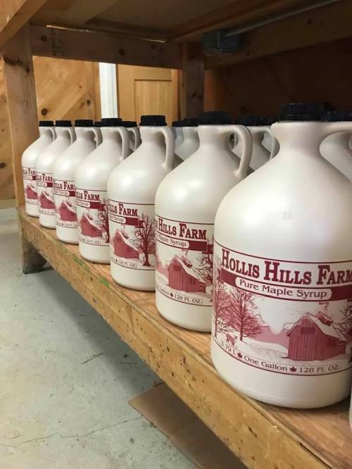 A row of gallon jugs of pure maple syrup labeled "Hollis Hills Farm" on a wooden shelf.