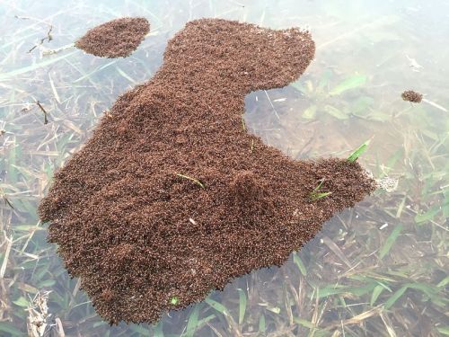 A brown, textured mass of organic material floating on clear water, surrounded by green aquatic plants.