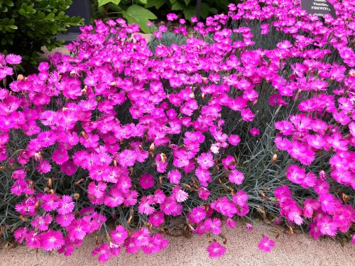 A vibrant patch of pink flowers blooming among green foliage.