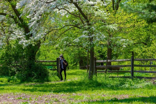 A person walks through a lush green park with blooming trees and a wooden fence in the background.
