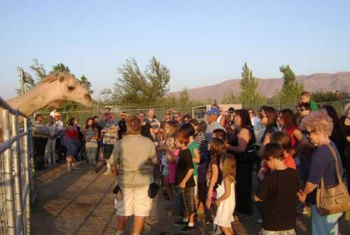 A crowd of children and adults gathers near a fence, watching a giraffe in a sunny outdoor setting.