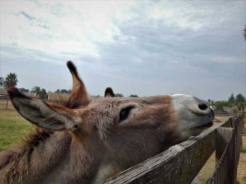 A close-up of a donkey resting its head on a wooden fence, with a cloudy sky in the background.