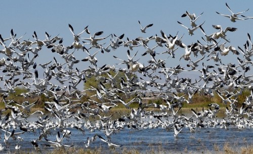 A large flock of white birds takes flight over a calm body of water, surrounded by greenery and blue sky.