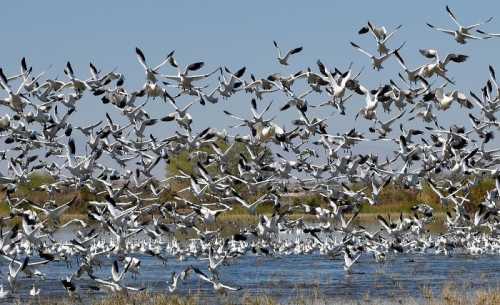 A large flock of white birds takes flight over a calm body of water, surrounded by greenery and blue sky.