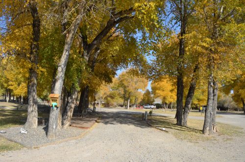 A gravel path lined with tall trees displaying vibrant yellow autumn leaves.