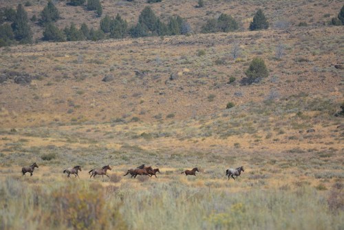 A group of horses gallops across a grassy landscape with rolling hills and sparse trees in the background.