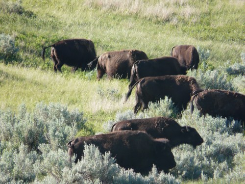 A herd of black bison grazing in a grassy field with shrubs in the foreground.