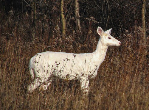 A white deer stands in a field of tall grass and plants, surrounded by trees in the background.