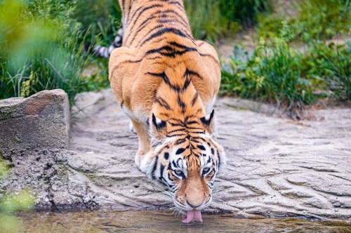 A tiger crouches by a water source, drinking with its tongue extended, surrounded by greenery.