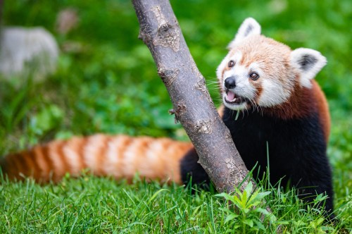A red panda sits on grass, playfully interacting with a small tree trunk. Its distinctive reddish-brown fur is visible.