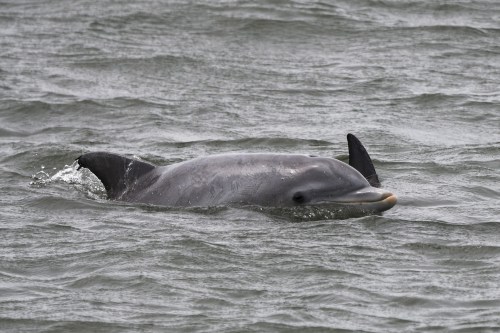 A dolphin swimming in calm waters, partially emerging above the surface.