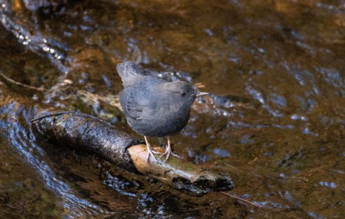 A small, dark bird perched on a log over a flowing stream, surrounded by water and natural scenery.
