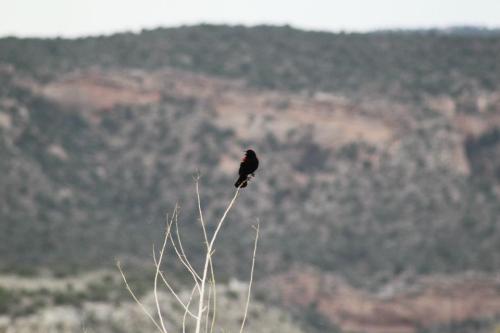 A black bird perched on a bare branch with a blurred mountainous landscape in the background.