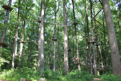 A forest with tall trees featuring elevated platforms and ropes for an outdoor adventure course.