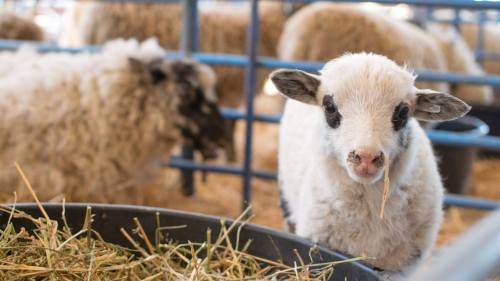 A young lamb stands near a feeding trough, with adult sheep in the background, surrounded by straw.
