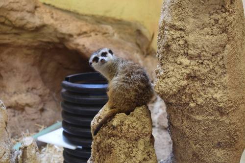 A meerkat perched on a rock, looking curiously over its shoulder in a natural habitat setting.