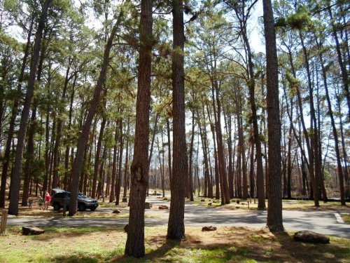 A serene forest scene with tall pine trees, a gravel road, and a parked vehicle in a natural setting.