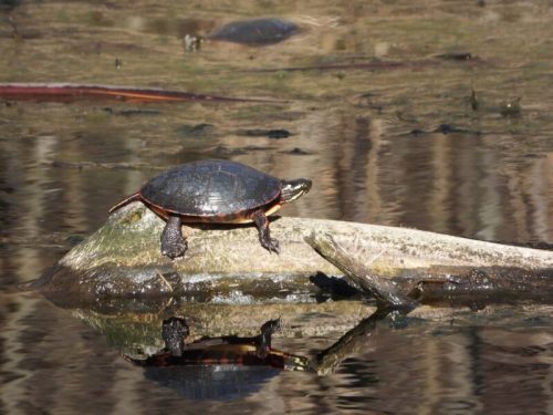 A turtle sunbathing on a log above calm water, with its reflection visible in the surface.