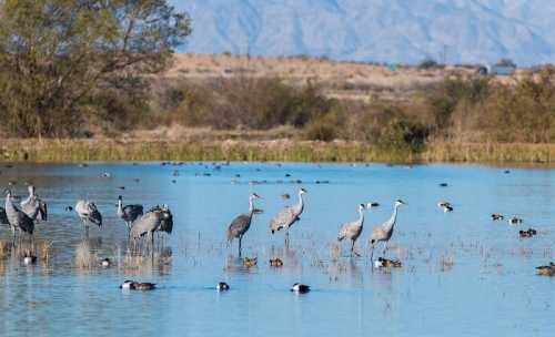 A serene wetland scene with cranes and ducks wading in shallow water, surrounded by mountains in the background.