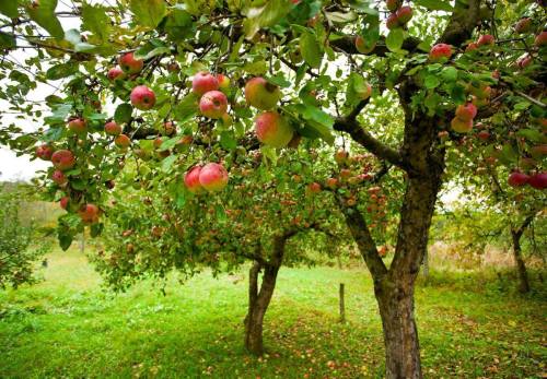 Apple trees laden with ripe red apples, surrounded by lush green foliage in a serene orchard setting.