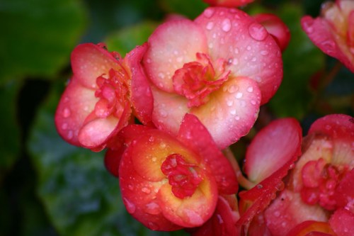 Close-up of pink and yellow begonia flowers with raindrops on their petals, surrounded by green leaves.