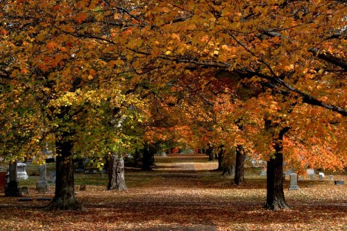 A serene cemetery path lined with vibrant autumn trees and fallen leaves in shades of orange and yellow.