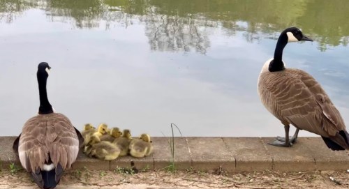 Two geese stand by a pond, with a group of fluffy yellow goslings resting nearby on the bank.