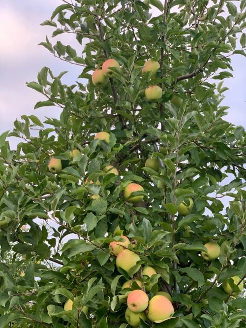 A lush apple tree filled with green and yellow apples against a cloudy sky.