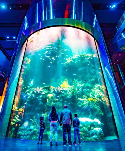 A family stands in front of a large, colorful aquarium filled with various fish and coral, illuminated by blue lights.