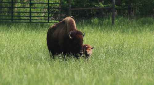 A bison and its calf standing in a lush green field.