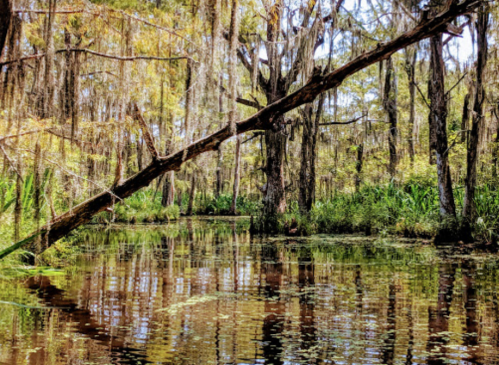 A serene swamp scene with trees draped in Spanish moss, reflecting in calm waters surrounded by lush greenery.