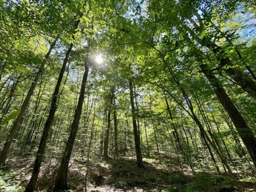 Sunlight filters through lush green leaves in a dense forest, with tall trees reaching towards a clear blue sky.