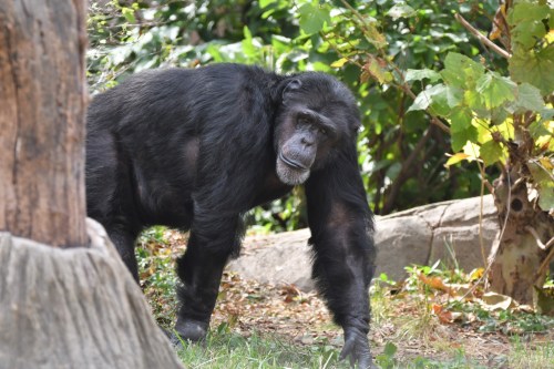 A chimpanzee walking through a lush, green environment with trees and rocks in the background.