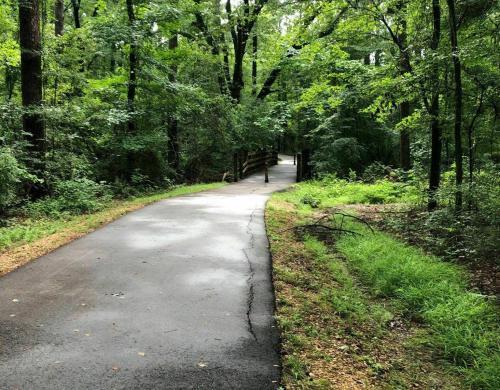 A winding path through a lush green forest, surrounded by trees and foliage.