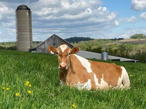 A brown and white cow rests in a green field with a barn and silo in the background under a partly cloudy sky.