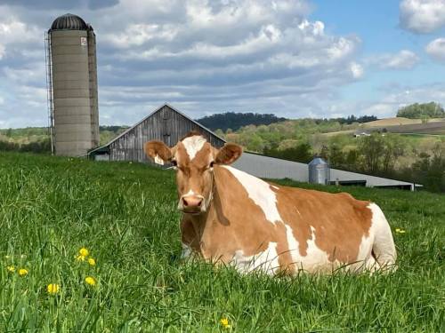 A brown and white cow rests in a green field with a barn and silo in the background under a partly cloudy sky.