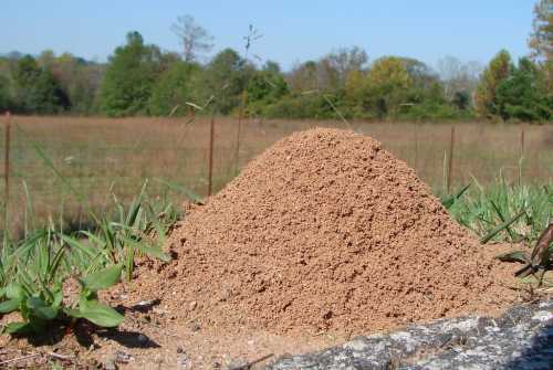 A small mound of sand or dirt sits on a grassy area, with a blurred field and trees in the background.