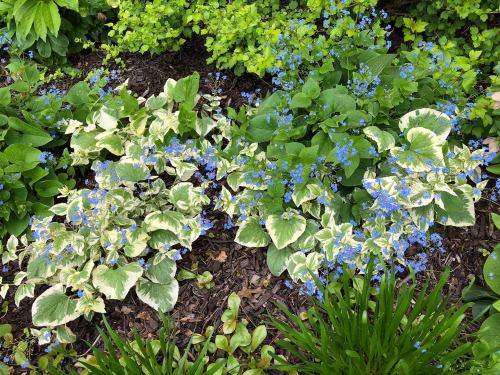 A vibrant garden scene featuring green and variegated leaves with clusters of small blue flowers among the foliage.
