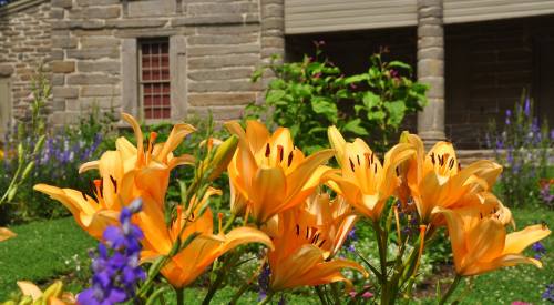 A vibrant garden filled with orange lilies and purple flowers, set against a stone building backdrop.