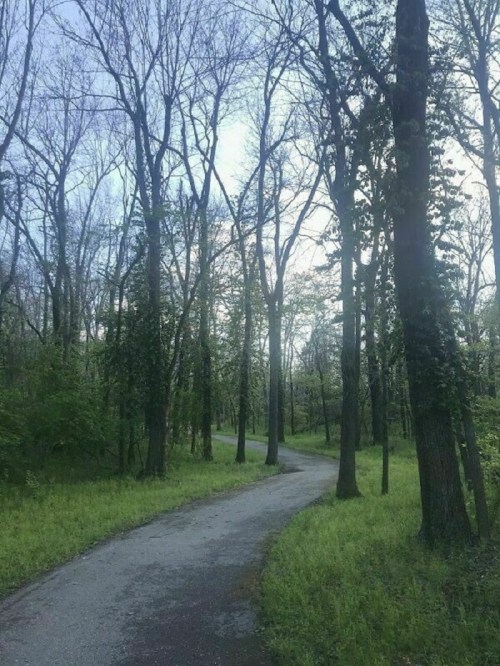 A winding path through a lush, green forest with tall trees and a serene atmosphere.