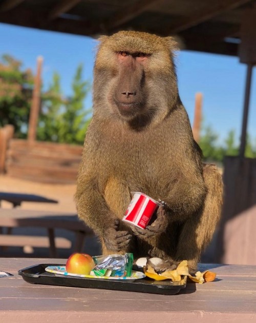 A baboon holding a red cup stands beside a tray with an apple, bananas, and other food items outdoors.